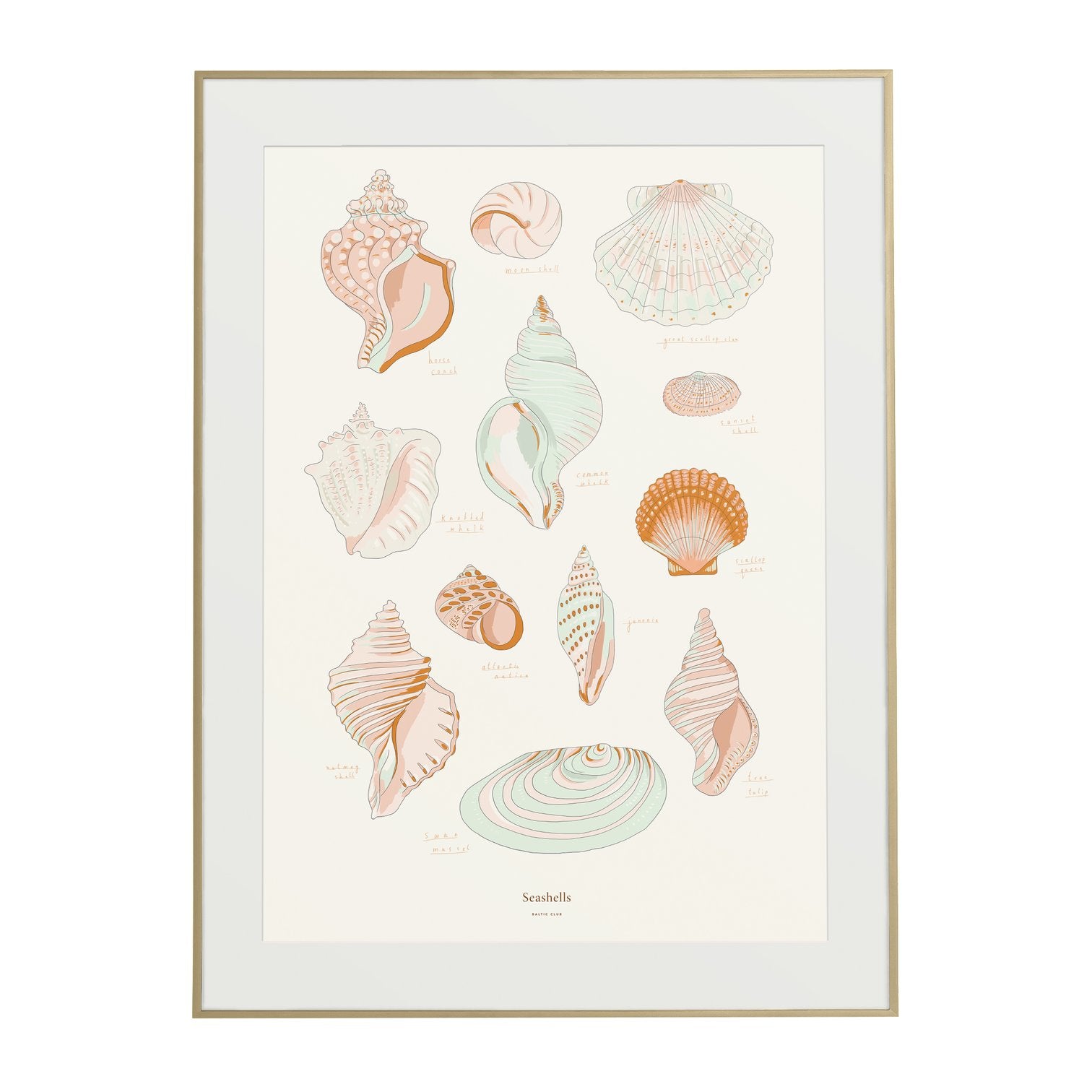 Seashells Print