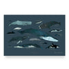 Whales Print