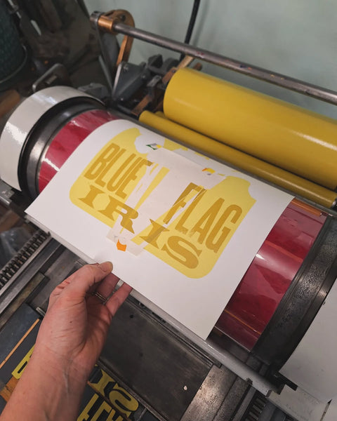 Blue Flag Iris Print