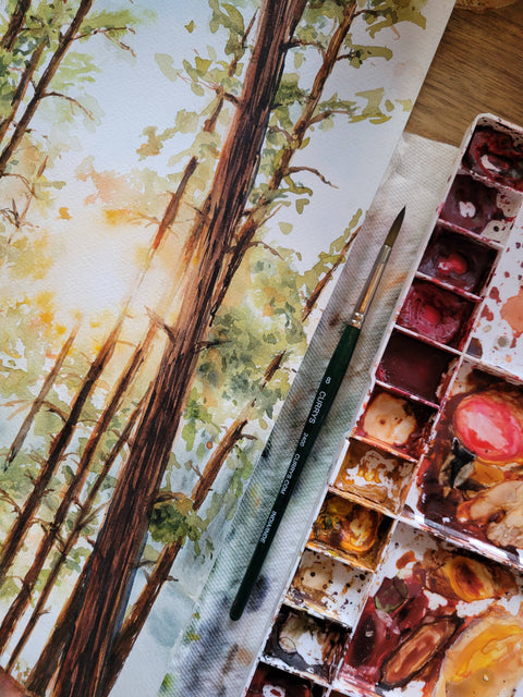 Algonquin Sunset Through the Pines Print