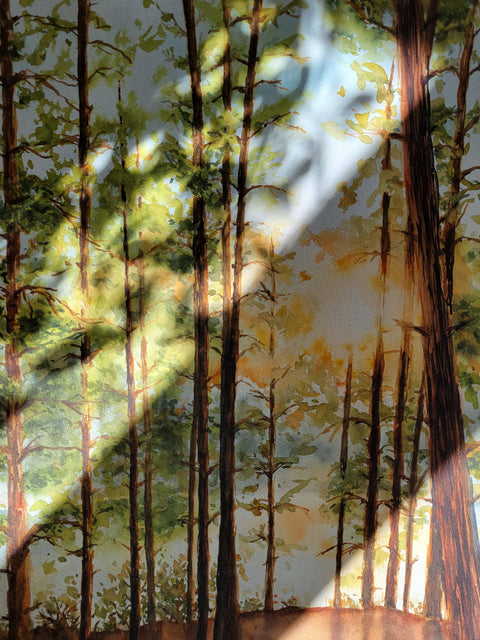Algonquin Sunset Through the Pines Print