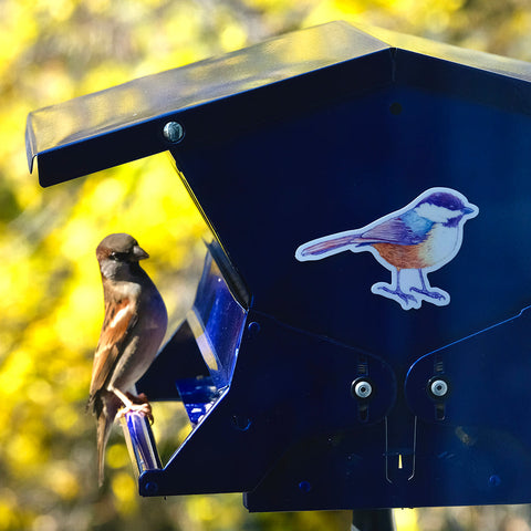 Chickadee Sticker