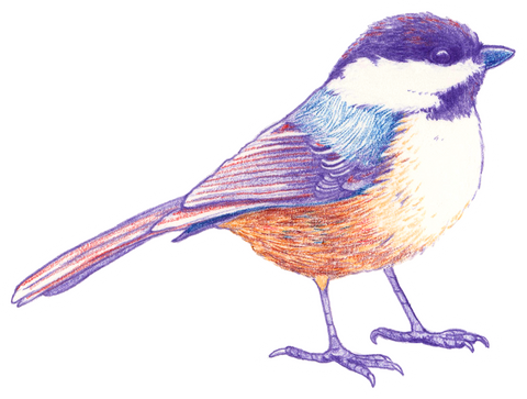 Chickadee Sticker