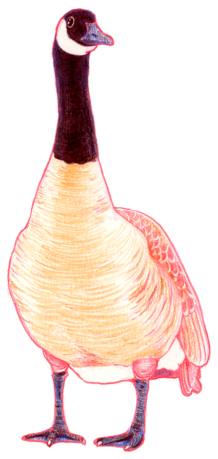 Canada Goose Sticker