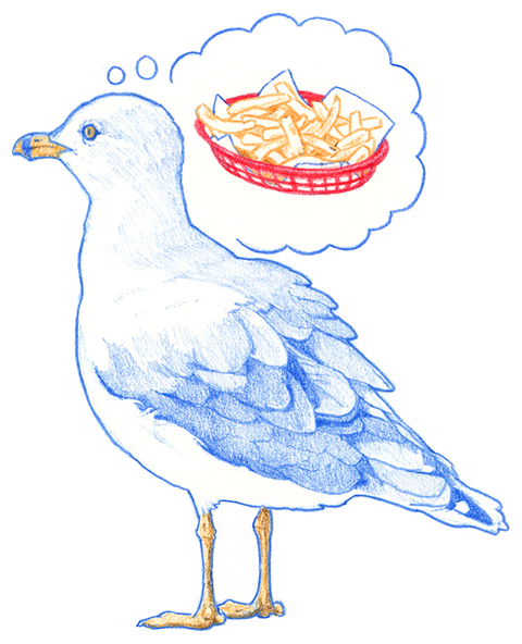 Gull Sticker