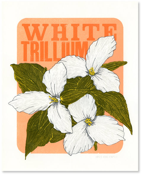 White Trillium Print