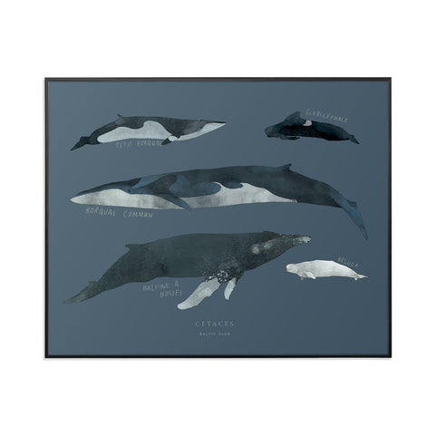 Cétacés Print