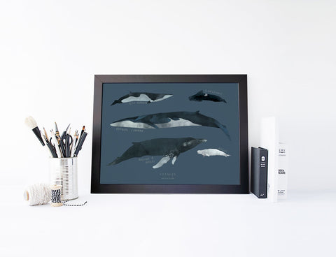 Cétacés Print