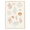 Seashells Print