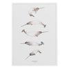 Narwhals Print